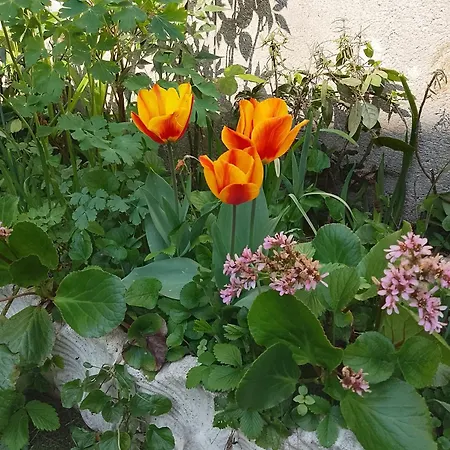 Frühstückspension Casa Di Stella *