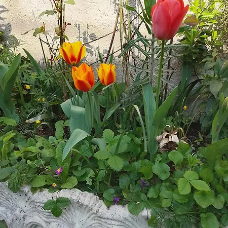 Casa Di Stella Frühstückspension Sabbio Chiese